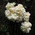 Hericium Coralloides